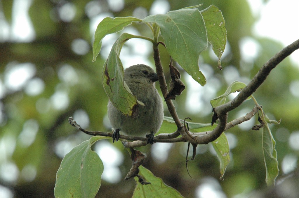 Finch, Woodpecker, 2004-11035433.JPG - Woodpecker Finch, Galapagos, 2004